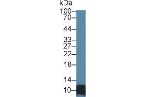 Western blot analysis of Human HepG2 cell lysate, using Human SRP9 Antibody (1 µg/ml) and HRP-conjugated Goat Anti-Rabbit antibody ( (SRP9 Antikörper  (AA 2-86))