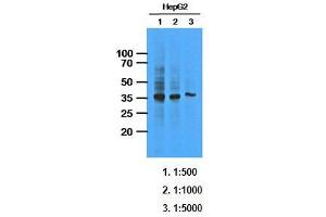 Western Blotting (WB) image for anti-AKR1C1 / DHH1 antibody (ABIN614311) (AKR1C1 / DHH1 Antikörper)