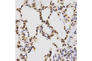 Immunohistochemistry (IHC) image for anti-Histone 3 (H3) (H3K9me) antibody (ABIN1872999) (Histone 3 Antikörper  (H3K9me))