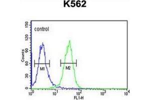 Flow cytometric analysis of K562 cells using PGP Antibody (N-term) Cat. (PGP Antikörper  (N-Term))