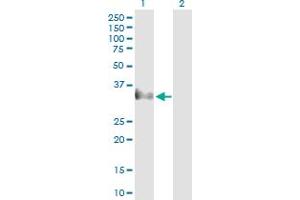 Western Blot analysis of CER1 expression in transfected 293T cell line by CER1 MaxPab polyclonal antibody. (CER1 Antikörper  (AA 1-267))