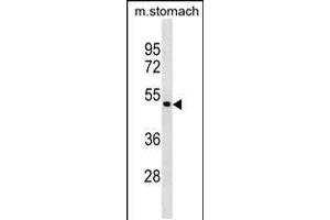 Western blot analysis in mouse stomach tissue lysates (35ug/lane). (Annexin a10 Antikörper  (C-Term))