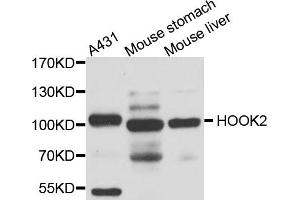 Western blot analysis of extracts of various cell lines, using HOOK2 antibody (ABIN5974524) at 1/1000 dilution. (HOOK2 Antikörper)