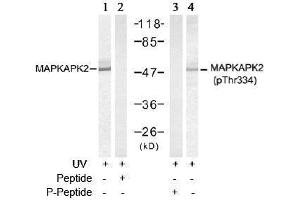 Image no. 3 for anti-Mitogen-Activated Protein Kinase-Activated Protein Kinase 2 (MAPKAPK2) (pThr334) antibody (ABIN197079) (MAPKAP Kinase 2 Antikörper  (pThr334))