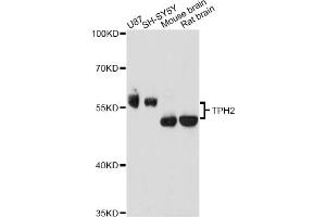 Western blot analysis of extracts of various cell lines, using TPH2 antibody. (Tryptophan Hydroxylase 2 Antikörper)