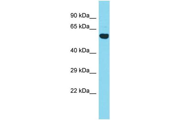 CCDC149 Antikörper  (N-Term)