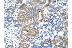 Immunohistochemistry (IHC) image for anti-COBL-Like 1 (COBLL1) (N-Term) antibody (ABIN310337) (COBLL1 Antikörper  (N-Term))