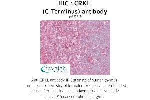 Image no. 1 for anti-V-Crk Sarcoma Virus CT10 Oncogene Homolog (Avian)-Like (CRKL) (C-Term) antibody (ABIN1733317) (CrkL Antikörper  (C-Term))