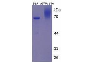 Image no. 3 for Asymmetrical Dimethylarginine (ADMA) peptide (BSA) (ABIN5665945) (Asymmetrical Dimethylarginine (ADMA) peptide (BSA))