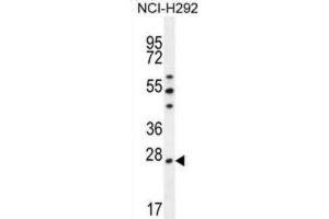 Western Blotting (WB) image for anti-Peroxiredoxin 4 (PRDX4) antibody (ABIN2996535) (Peroxiredoxin 4 Antikörper)