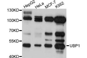 Western blot analysis of extracts of various cell lines, using UBP1 antibody (ABIN5972309) at 1/1000 dilution. (UBP1 Antikörper)