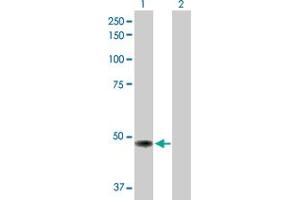 Western Blot analysis of TP53 expression in transfected 293T cell line by TP53 MaxPab polyclonal antibody. (p53 Antikörper  (AA 1-393))