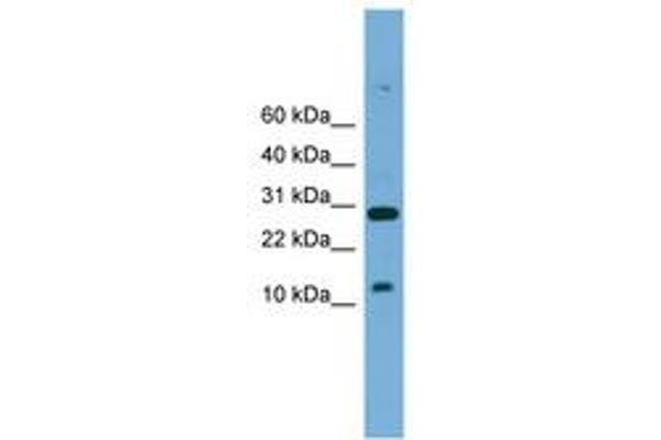 TAL2 Antikörper  (AA 51-100)