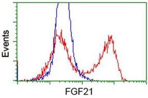 HEK293T cells transfected with either RC204538 overexpress plasmid (Red) or empty vector control plasmid (Blue) were immunostained by anti-FGF21 antibody (ABIN2454489), and then analyzed by flow cytometry. (FGF21 Antikörper  (AA 29-209))