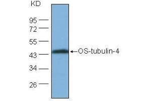 Western Blot (1:1000) analysis of protein OS-tubulin-4 expression in rice (CV. (OS-Tubulin-4 Antikörper)