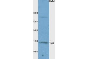 L1 rat brain lysates probed with Anti FABP7/BLBP/FABP(brain) Polyclonal Antibody, Unconjugated (ABIN739475) at 1:200 overnight at 4 °C. (FABP7 Antikörper  (AA 6-23))