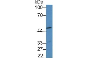 Western blot analysis of Mouse Heart lysate, using Mouse GDF7 Antibody (2 µg/ml) and HRP-conjugated Goat Anti-Rabbit antibody ( (GDF7 Antikörper  (AA 295-447))