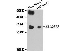 Western Blotting (WB) image for anti-Solute Carrier Family 25 (Mitochondrial Carrier, Adenine Nucleotide Translocator), Member 6 (SLC25A6) (AA 1-298) antibody (ABIN6220286) (SLC25A6 Antikörper  (AA 1-298))