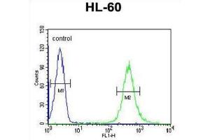 Flow Cytometry (FACS) image for anti-Homeobox A3 (HOXA3) antibody (ABIN3004366) (HOXA3 Antikörper)