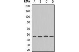 Western blot analysis of Flotillin-1 expression in HepG2 (A), Hela (B), mouse lung (C), mouse brain (D) whole cell lysates. (Flotillin 1 Antikörper)