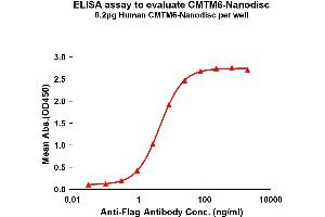 CMTM6 Protein