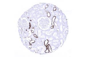 kidney cortex (Rekombinanter Cytokeratin 7 Antikörper  (AA 1-100))