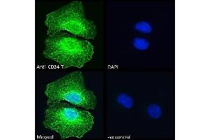 ABIN1049505 Immunofluorescence analysis of paraformaldehyde fixed U2OS cells, permeabilized with 0. (CD34 Antikörper  (C-Term))