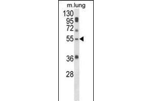 Western blot analysis of SELENBP1 Antibody (C-term) (ABIN652814 and ABIN2842531) in mouse lung tissue lysates (35 μg/lane). (SELENBP1 Antikörper  (C-Term))