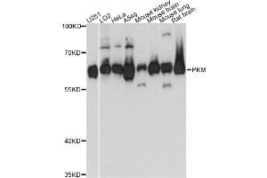 Western blot analysis of extracts of various cell lines, using PKM antibody. (PKM Antikörper)