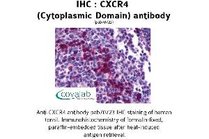 Image no. 1 for anti-Chemokine (C-X-C Motif) Receptor 4 (CXCR4) (3rd Cytoplasmic Domain) antibody (ABIN1733399) (CXCR4 Antikörper  (3rd Cytoplasmic Domain))