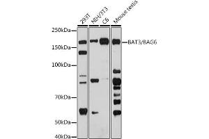 Western blot analysis of extracts of various cell lines, using B/B antibody (ABIN7268187) at 1:1000 dilution. (BAT3 Antikörper)