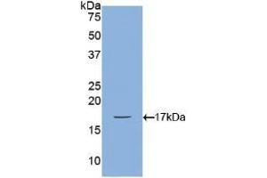 Detection of Recombinant BMP2, Canine using Polyclonal Antibody to Bone Morphogenetic Protein 2 (BMP2) (BMP2 Antikörper  (AA 219-350))