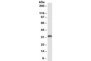 Western blot testing of human liver lysate with HO-1 antibody at 0. (HMOX1 Antikörper)