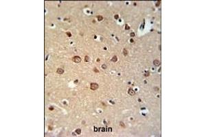 PDE6C Antibody (Center) (ABIN653683 and ABIN2843009) IHC analysis in formalin fixed and paraffin embedded brain tissue followed by peroxidase conjugation of the secondary antibody and DAB staining. (PDE6C Antikörper  (AA 271-300))