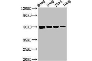 Western Blot Positive WB detected in Recombinant protein All lanes: cysP antibody at 3 μg/mL Secondary Goat polyclonal to rabbit IgG at 1/50000 dilution Predicted band size: 50 kDa Observed band size: 50 kDa (CysP (AA 26-338) Antikörper)