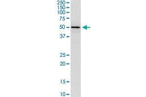 TFEB monoclonal antibody (M11), clone 1A9. (TFEB Antikörper  (AA 1-476))