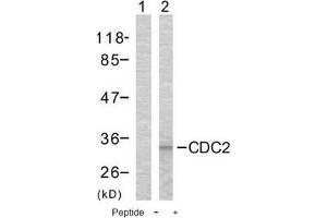 Image no. 1 for anti-Cyclin-Dependent Kinase 1 (CDK1) (Thr161) antibody (ABIN197353) (CDK1 Antikörper  (Thr161))