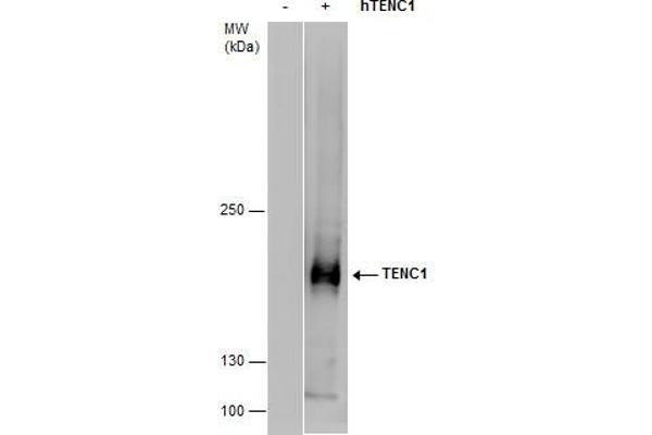 TENC1 Antikörper  (C-Term)