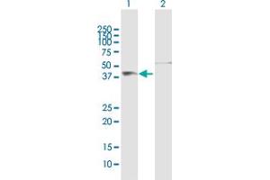 Western Blot analysis of FIGF expression in transfected 293T cell line by FIGF MaxPab polyclonal antibody. (VEGFD Antikörper  (AA 1-354))