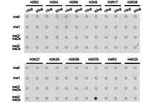 Western Blotting (WB) image for anti-Histone 3 (H3) (H3K79me3) antibody (ABIN1873008) (Histone 3 Antikörper  (H3K79me3))