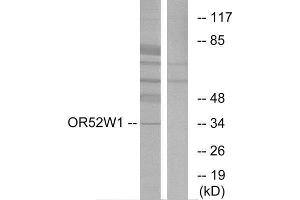 Western Blotting (WB) image for anti-Olfactory Receptor, Family 52, Subfamily W, Member 1 (OR52W1) (C-Term) antibody (ABIN1853147) (OR52W1 Antikörper  (C-Term))