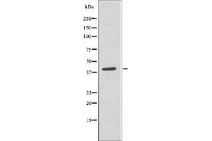 Western blot analysis of extracts from HeLa cells, using 5-HT-5A antibody. (Serotonin Receptor 5A Antikörper  (Internal Region))