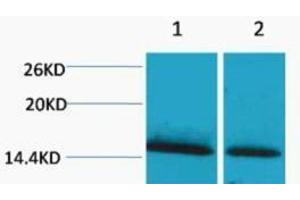 Western Blotting (WB) image for anti-Histone H1 (meLys25) antibody (ABIN3178811) (Histone H1 Antikörper  (meLys25))