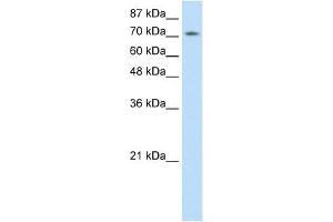 ZNF527 Antikörper  (C-Term)