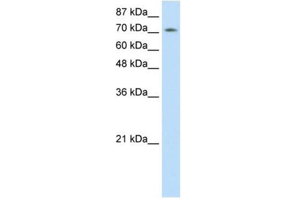 ZNF527 Antikörper  (C-Term)