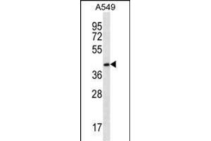 FBLIM1 Antibody (C-term) (ABIN656647 and ABIN2845889) western blot analysis in A549 cell line lysates (35 μg/lane). (FBLIM1 Antikörper  (C-Term))