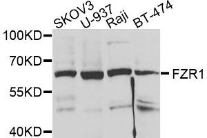 Western blot analysis of extracts of various cell lines, using FZR1 antibody (ABIN1876730) at 1:1000 dilution. (FZR1 Antikörper)