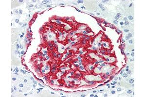 Human Kidney: Formalin-Fixed, Paraffin-Embedded (FFPE) (PODXL Antikörper)