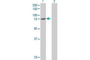 Lane 1: GAS6 transfected lysate ( 74. (GAS6 293T Cell Transient Overexpression Lysate(Denatured))