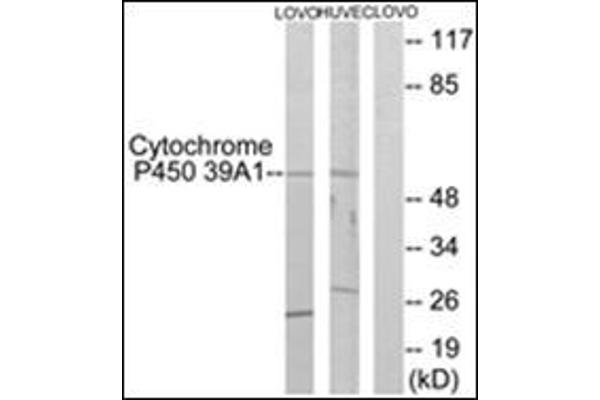 CYP39A1 Antikörper  (C-Term)